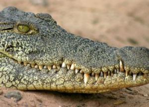 Ученые обнаружили предка крокодилов возрастом 230 млн лет