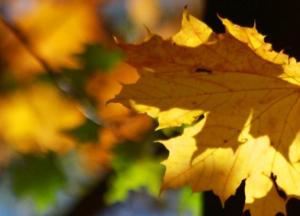 Прогноз погоды на 18 ноября: в Украине будет солнечно и морозно