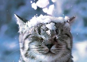 "Ударят морозы": народный синоптик дал прогноз на декабрь