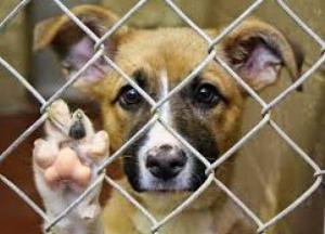 В Киеве хотят штрафовать за фото с животными