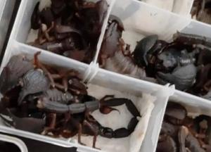 Китаец пытался пронести в самолет две сотни живых скорпионов (фото)