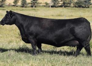 За рекордные 106 тысяч долларов в Канаде продали черную корову