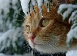 Прогноз погоды на 19 января: на Крещение мороз и без существенных осадков