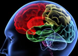 Ученые нашли связь между лицом и формой мозга человека