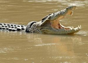 В Индонезии крокодил разорвал на части рыбака