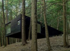 Под Нью-Йорком нашли древнейший в мире лес