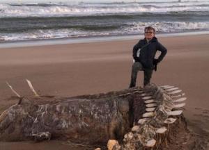 В Шотландии на берег выбросило скелет неизвестного существа