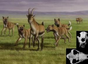 Археологи обнаружили в Грузии останки собаки, жившей 1,7 млн лет назад (фото)