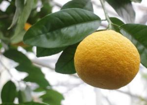 Диетологи назвали десять полезных свойств грейпфрута