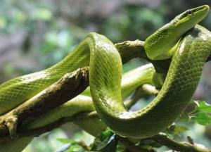 В Австралии обнаружили прыгающих змей