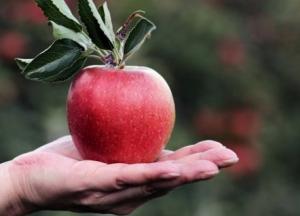 Из-за немытого яблока женщина попала в реанимацию