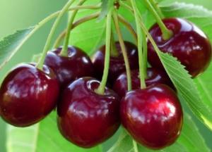 Комаровский рассказал, в каких случаях можно не мыть ягоды