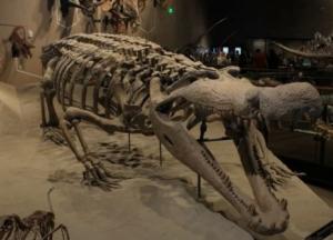Швейцарские ученые обнаружили кости крокодила-гиганта
