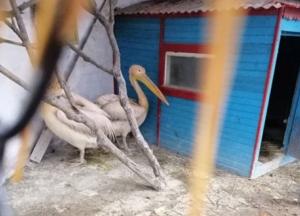 В глазах безнадежность: в зверинце под Харьковом обнаружили голодающих животных (фото)