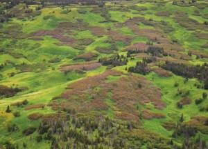 Арктика может снова стать цветущей и зеленой - ученые