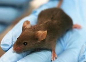 Японские ученые создадут гибридный эмбрион человека и мыши