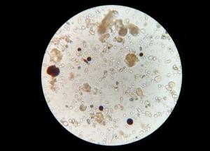 Ученые обнаружили микроорганизмы, которые старше самой Земли