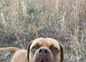 Пес Оззі з США встановив світовий рекорд найдовшого язика