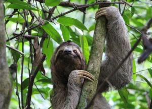 Ученые подняли из затопленной пещеры останки древнего ленивца размером со слона