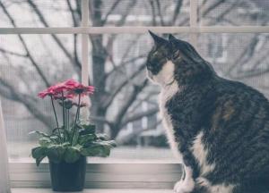 Прогноз погоды на 15 января: в Украине будет тепло и солнечно