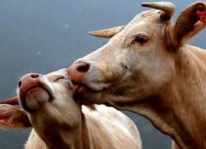 Мужчина попал в больницу из-за приема сексуального стимулятора для быков