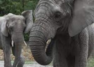 Африканские слоны находятся на грани вымирания