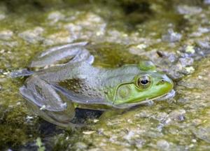 Озера стали смертельно опасными из-за климатических изменений