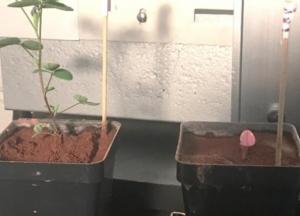 Ученые нашли способ повысить качество марсианского грунта