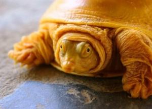 В Индии обнаружили редкую черепаху-альбиноса (фото)