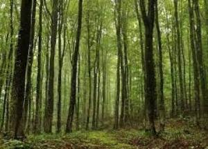 Президент подписал указ о восстановлении лесов