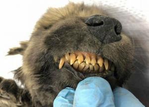 Ученые обнаружили мумию доисторического щенка (фото)