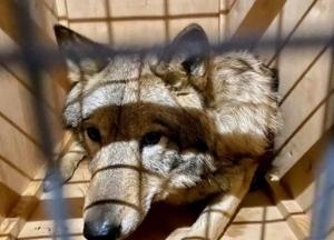 Из Украины в Непал пытались вывезти волков под видом собак