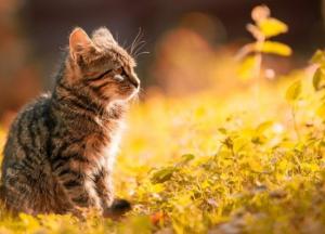 Осень в Украине: какой будет погода в последнее воскресенье сентября