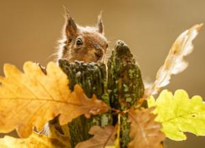 Прогноз погоды на 17 октября: Украину накроют ливни, солнечно будет только на востоке