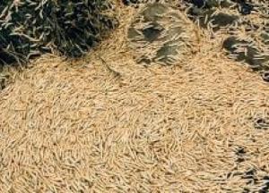 Ученые выяснили, почему каждые восемь лет многоножки перекрывают железную дорогу в Японии