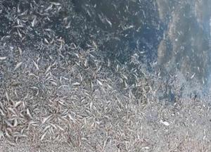 На Херсонщине произошла массовая гибель рыбы (фото)