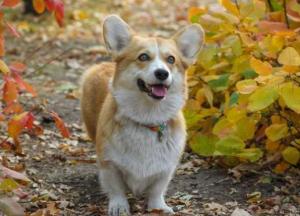 Прогноз погоды на 28 октября: в Украине – сухо и солнечно