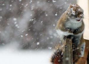 Прогноз погоды на 12 февраля: ветрено, местами дождь и снег