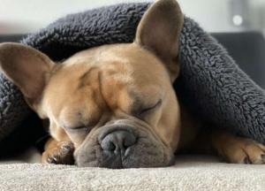 Ученые выяснили, видят ли животные сны