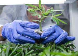 Ученые нашли сорняки, которые в 30 раз мощнее известного каннабиса 