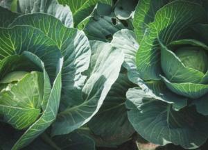 Медики назвали самые полезные продукты для женского здоровья