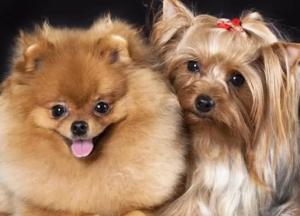 Йорк против шпица: в суде Львова рассмотрели собачью драку