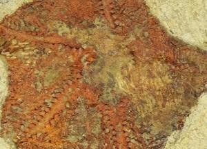 Ученые нашли останки одного из древнейших "обитателей" Земли (фото)