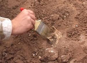 В Египте обнаружено древнее захоронение обезьян