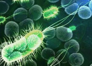 Обнаружены бактерии, которые питаются грязью и дышат электричеством 