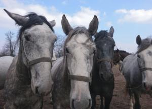 В Одессе женщина потеряла лошадей на дороге (видео)