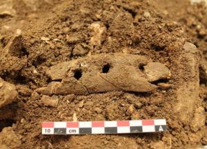 Ученые разгадали секрет древнего инструмента, который полностью изменил жизнь людей