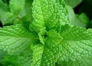 Названы полезные свойства мяты