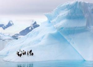 Ученые нашли во флоре и фауне Антарктики тяжелые металлы и пестициды
