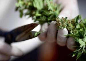 Медицинскую марихуану легализируют, но не ждите быстрого решения, - нардеп (видео)